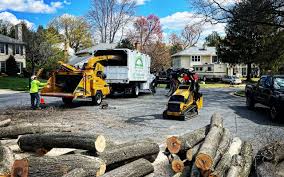 Reliable Vista Center, NJ Tree Removal Solutions