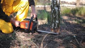 Best Tree Disease Treatment  in Vista Center, NJ