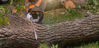 Best Lawn Disease Treatment  in Vista Center, NJ