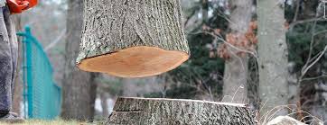  Vista Center, NJ Tree Removal Pros