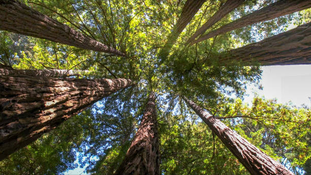 Best Tree Risk Assessment  in Vista Center, NJ