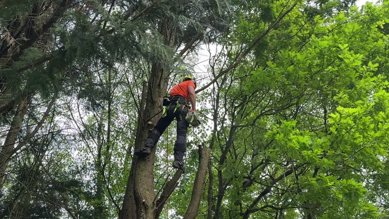 How Our Tree Care Process Works  in  Vista Center, NJ