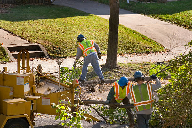 Best Tree Trimming and Pruning  in Vista Center, NJ