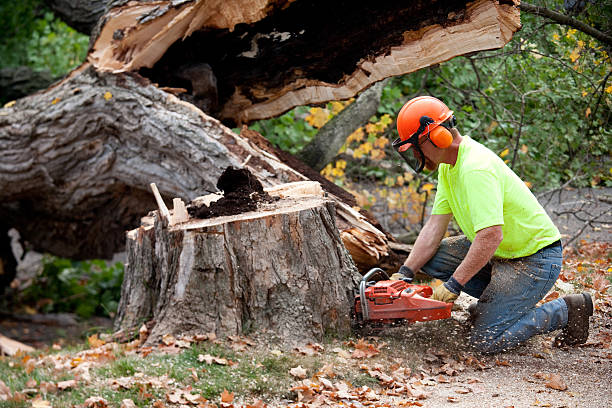 Best Firewood Processing and Delivery  in Vista Center, NJ