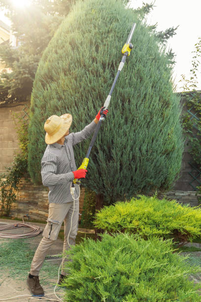 Best Tree Removal  in Vista Center, NJ